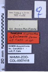 Etikette zu Hypnoidus tibetanus (Dolin & Cate, 1998) (NHMW-ZOO-COL-0007418)